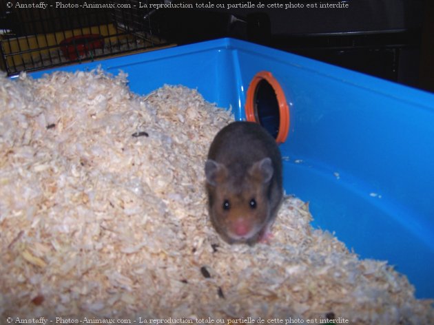 Photo de Hamster