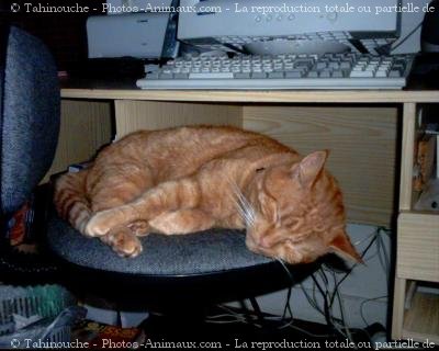 Photo de Chat domestique