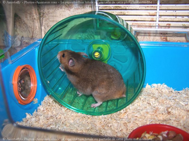 Photo de Hamster