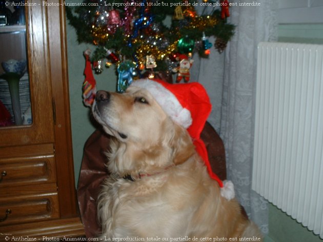 Photo de Golden retriever