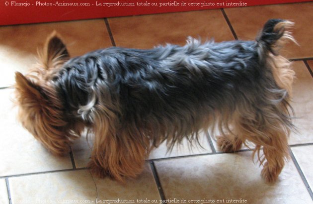 Photo de Yorkshire terrier