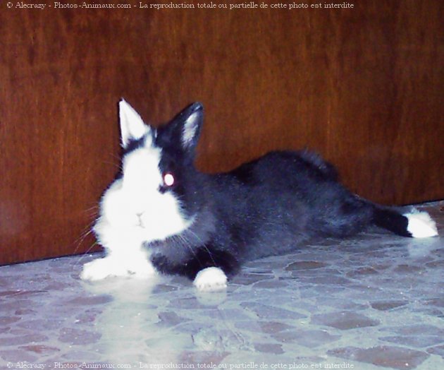 Photo de Lapin