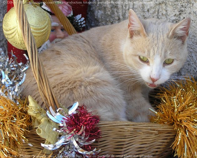 Photo de Chat domestique