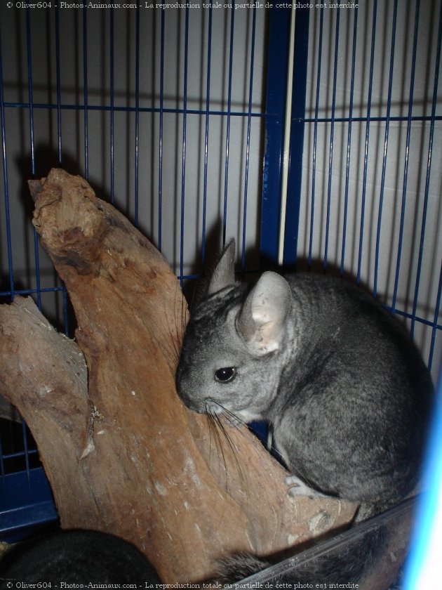 Photo de Chinchilla