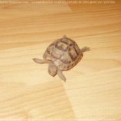 Photo de Tortue