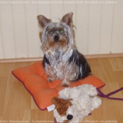 Photo de Yorkshire terrier