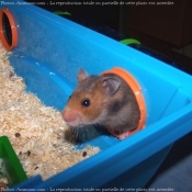 Photo de Hamster