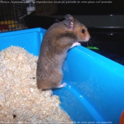 Photo de Hamster