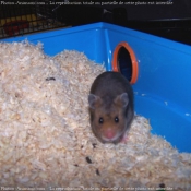 Photo de Hamster