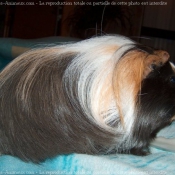 Photo de Cochon d'inde