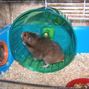 Photo de Hamster