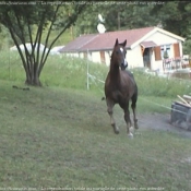 Photo de Quarter horse