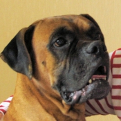 Photo de Boxer