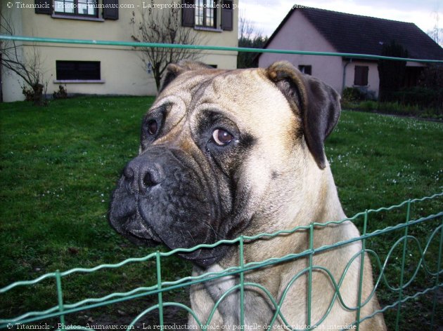 Photo de Bullmastiff