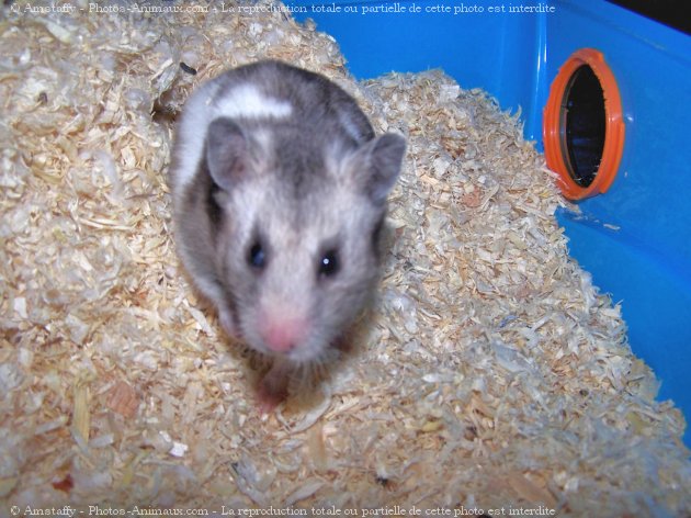 Photo de Hamster