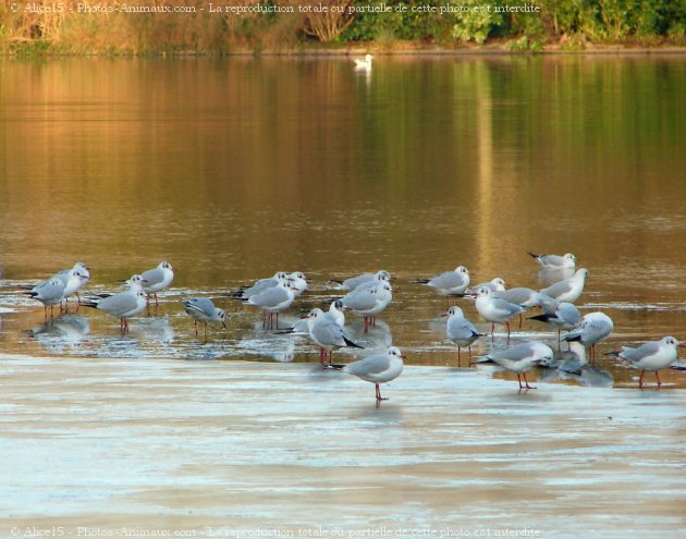 Photo de Mouette