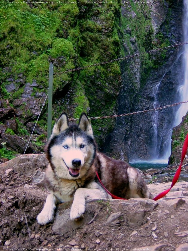 Photo de Husky siberien