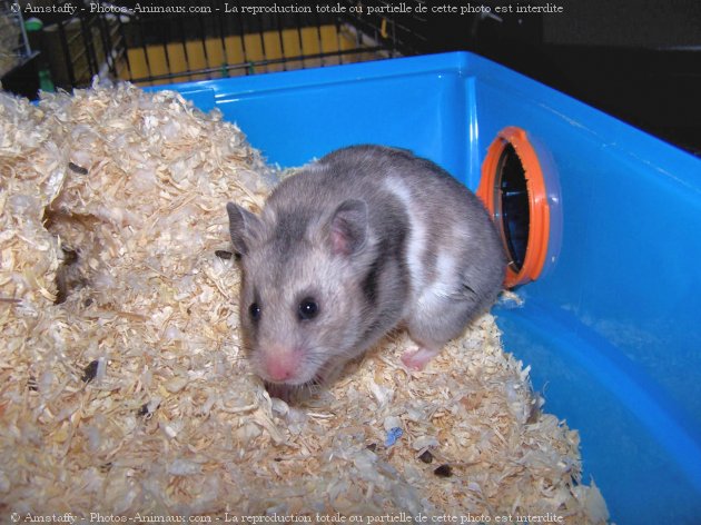 Photo de Hamster