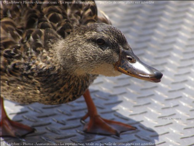 Photo de Canard