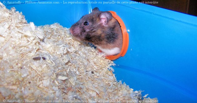 Photo de Hamster