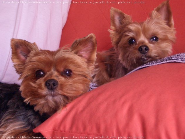 Photo de Yorkshire terrier