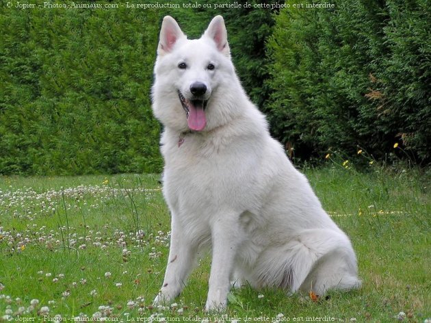 Photo de Berger blanc suisse