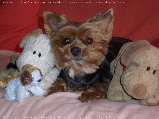 Photo de Yorkshire terrier