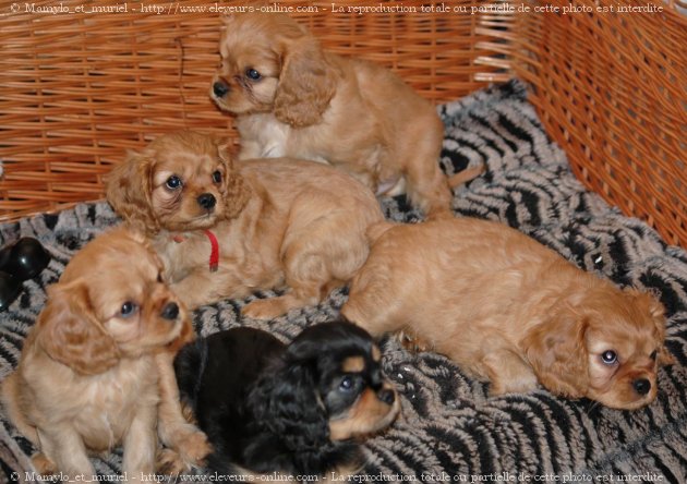 Photo de Cavalier king charles spaniel