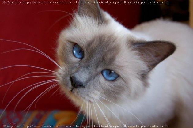 Photo de Sacr de birmanie