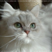 Photo de British longhair