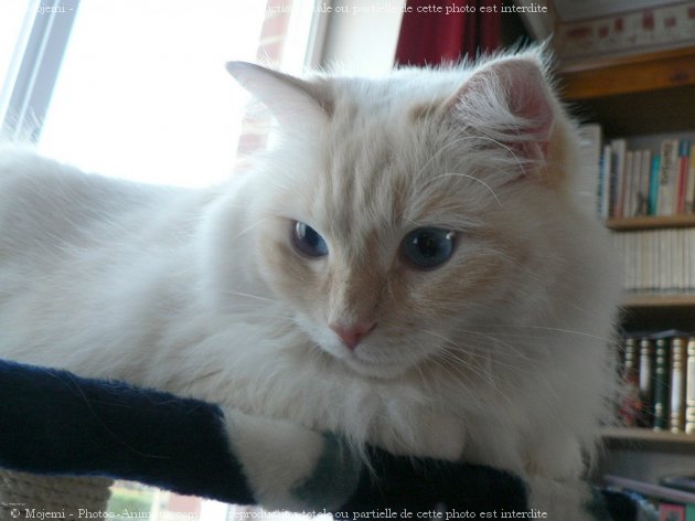 Photo de Ragdoll