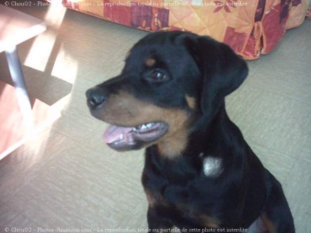 Photo de Rottweiler