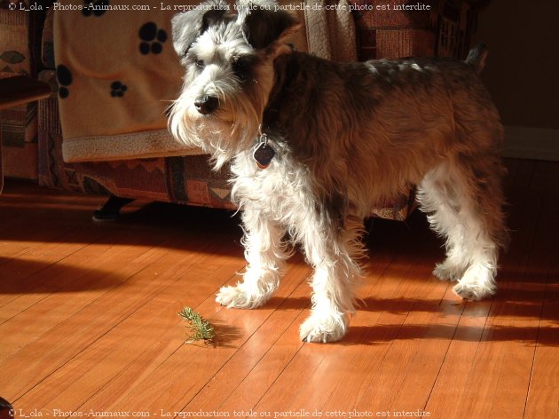 Photo de Schnauzer nain