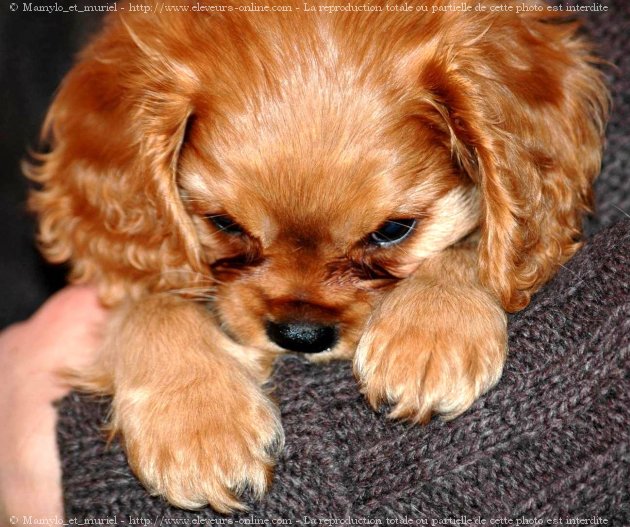 Photo de Cavalier king charles spaniel