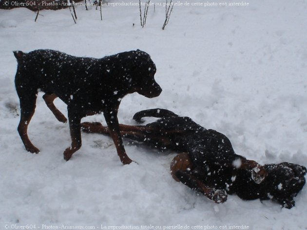 Photo de Rottweiler