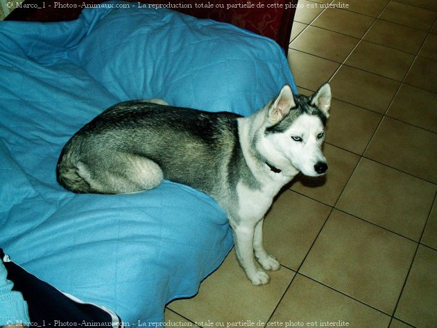 Photo de Husky siberien