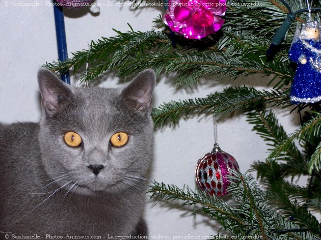 Photo de Chartreux