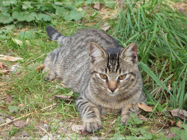 Photo de Chat domestique