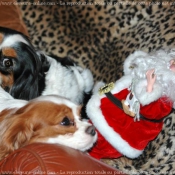 Photo de Cavalier king charles spaniel