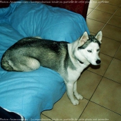 Photo de Husky siberien