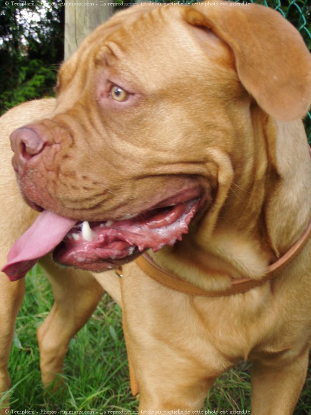 Photo de Dogue de bordeaux