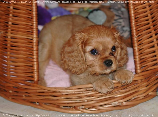 Photo de Cavalier king charles spaniel