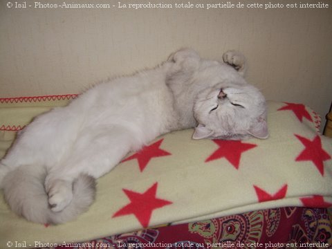 Photo de British shorthair