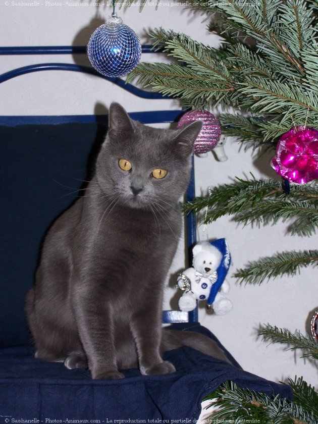 Photo de Chartreux