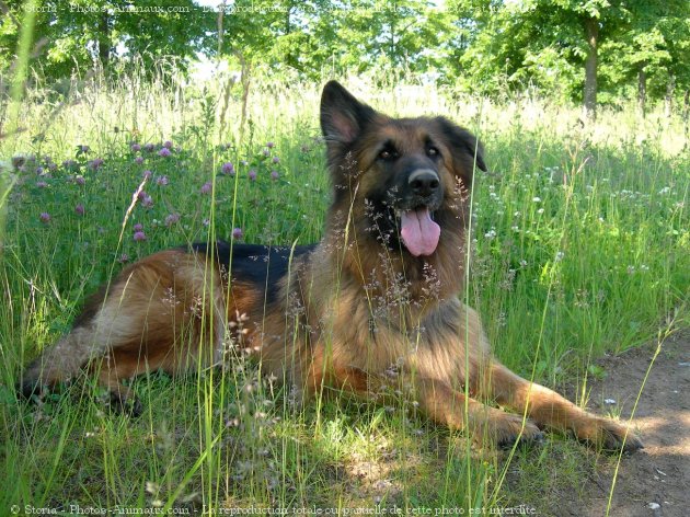 Photo de Berger allemand  poil court