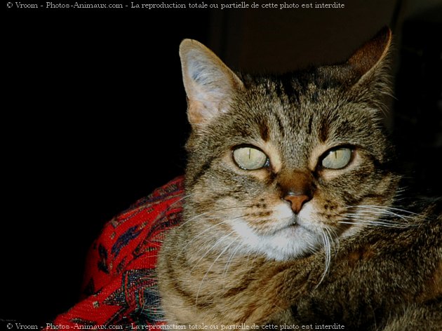 Photo de Chat domestique