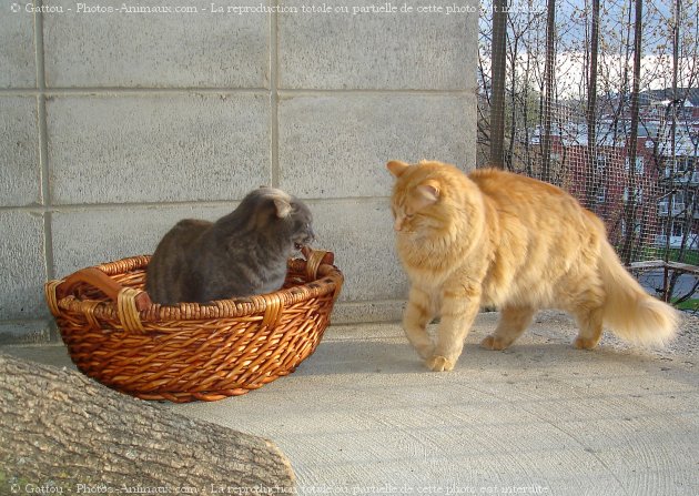 Photo de Chat domestique