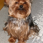 Photo de Yorkshire terrier