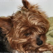 Photo de Yorkshire terrier