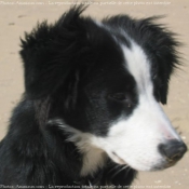 Photo de Border collie